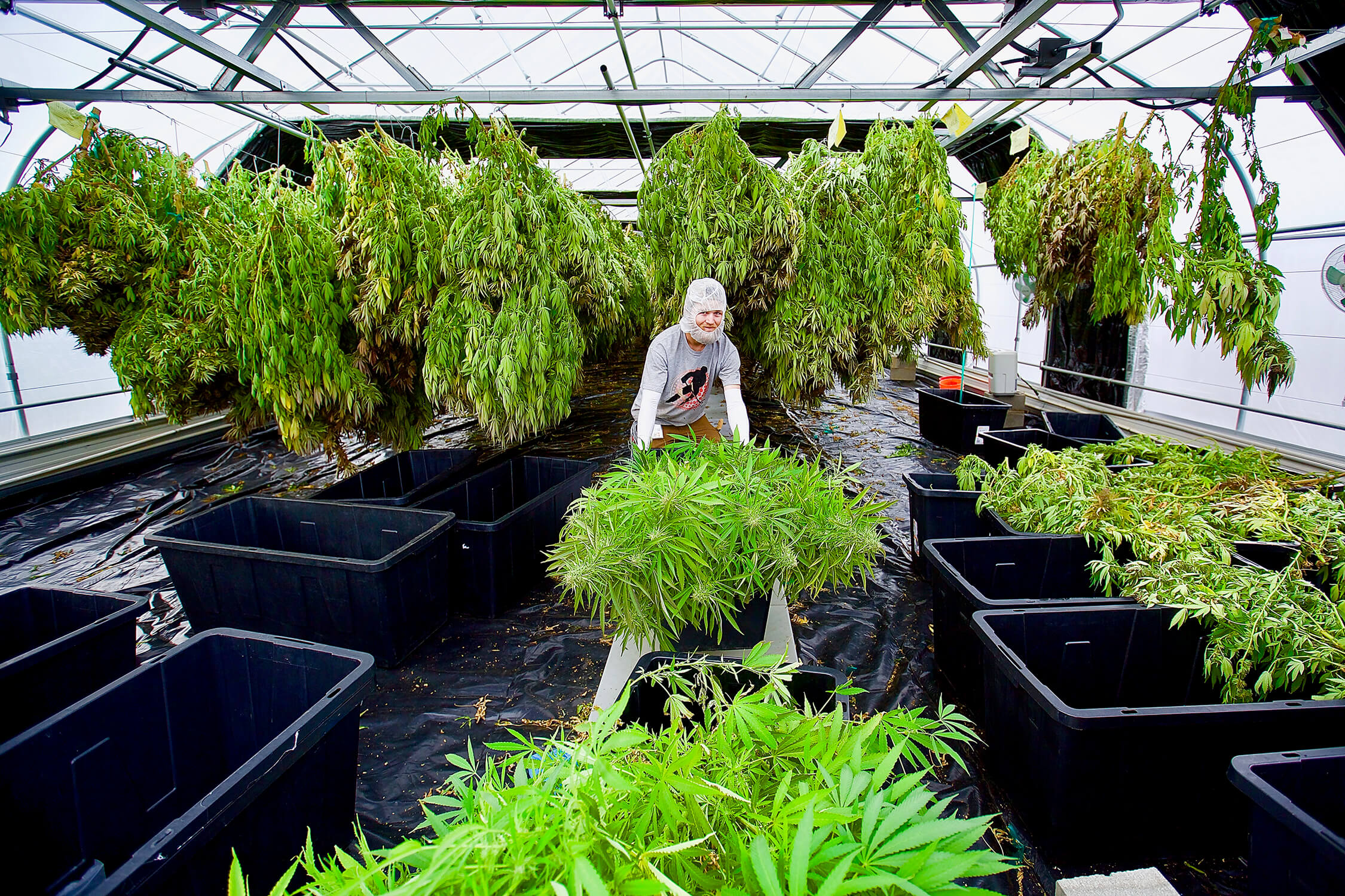 Cannabis Harvest Drying