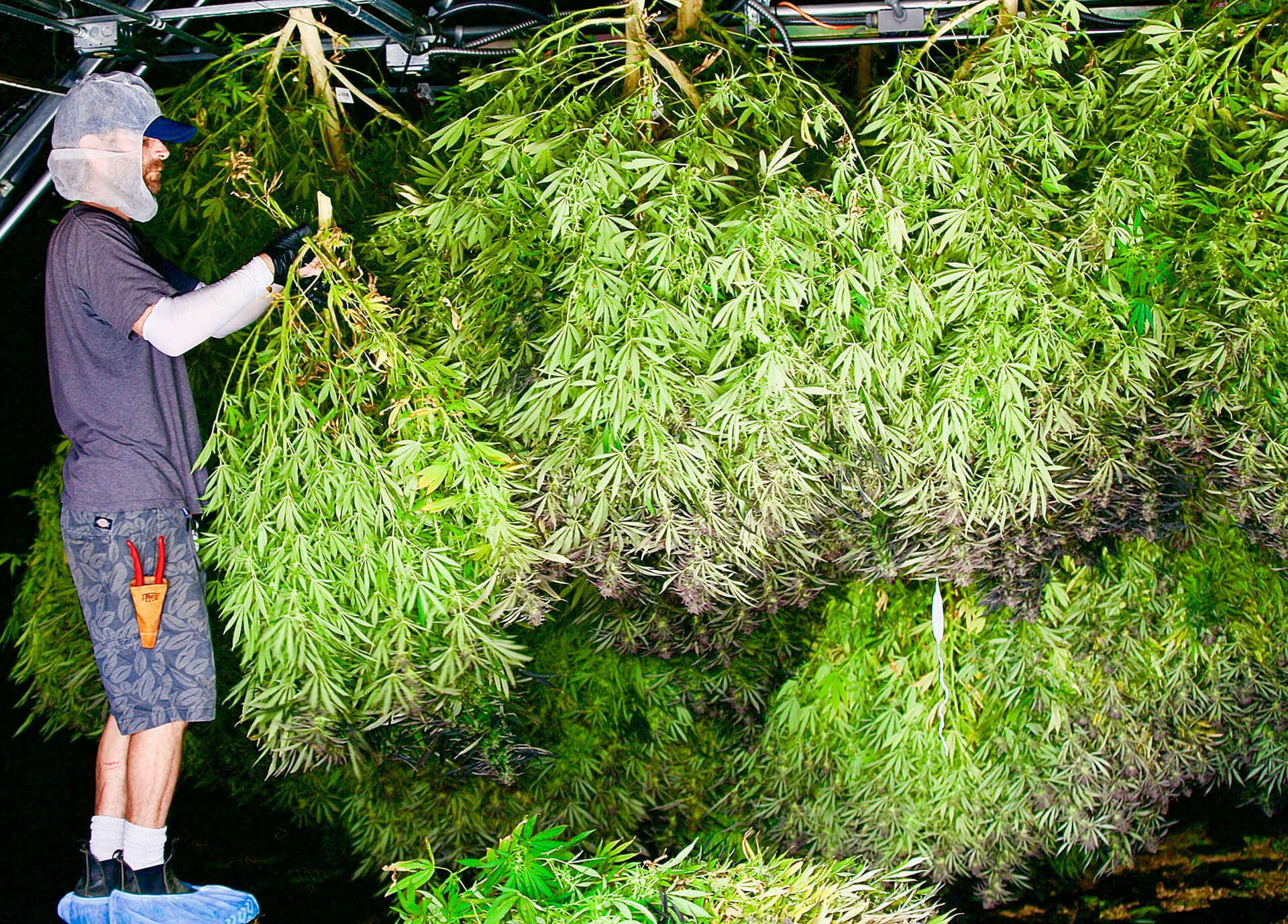 Cannabis Harvest Washington